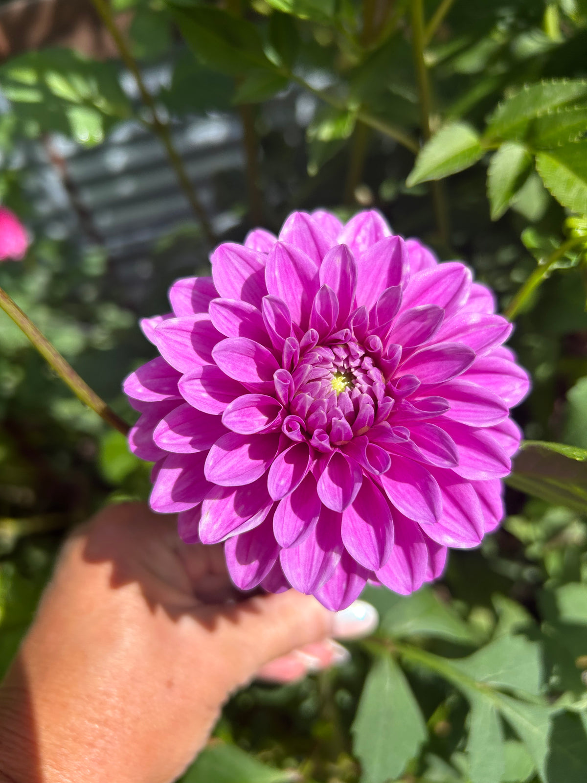 Florelie Jeanette