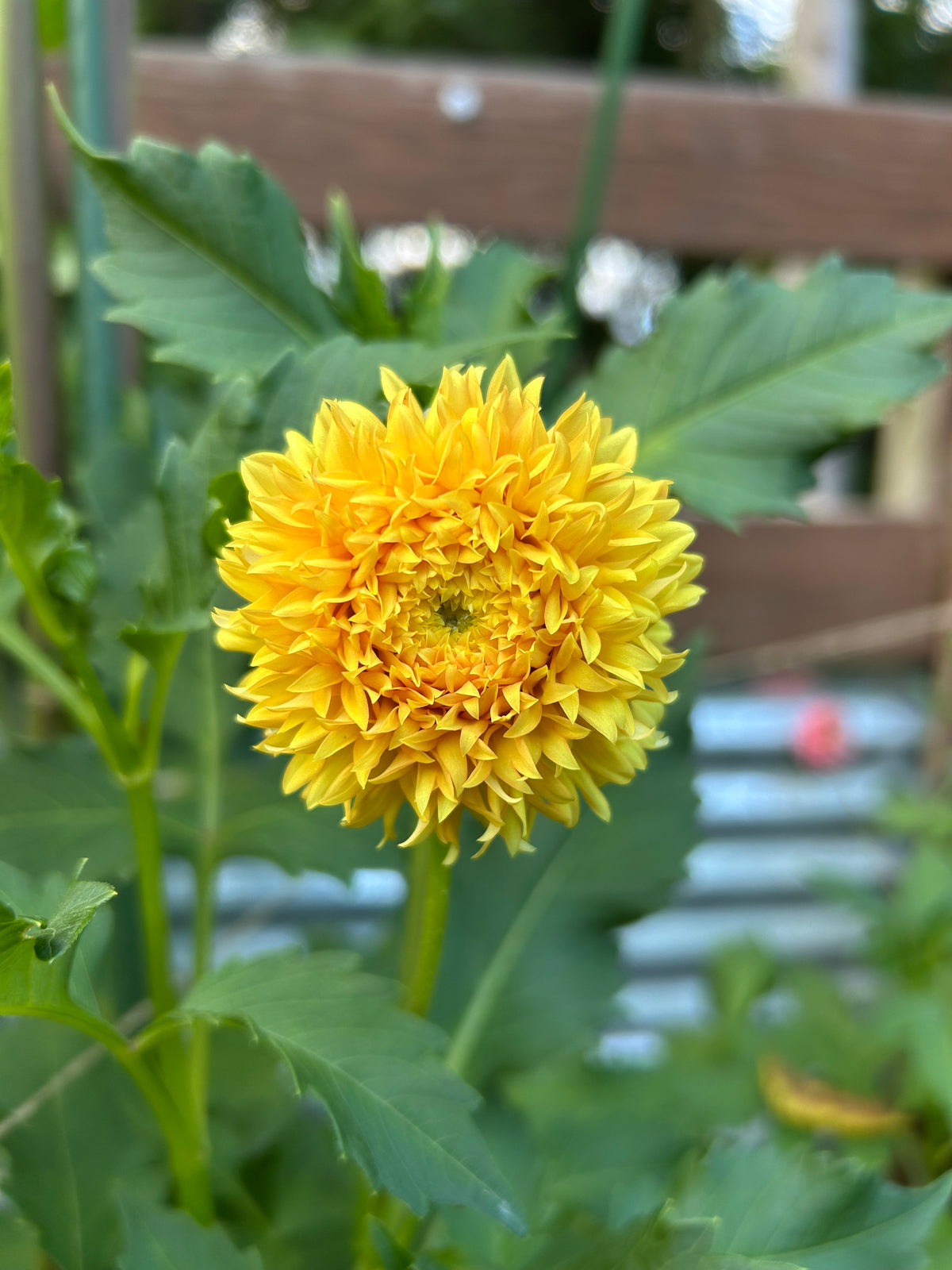 Florelie Dandelion