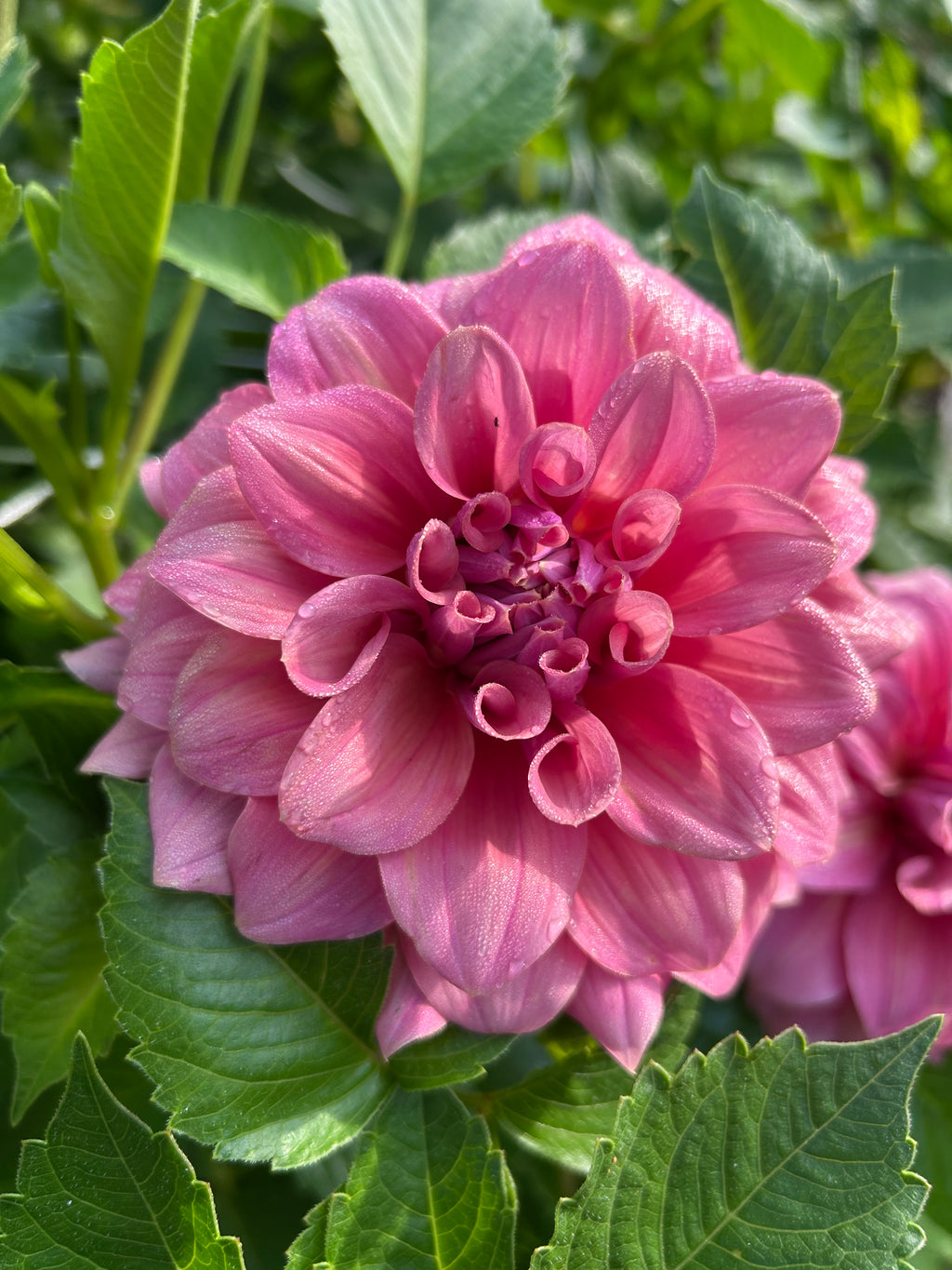 Lileah Caramel Rose