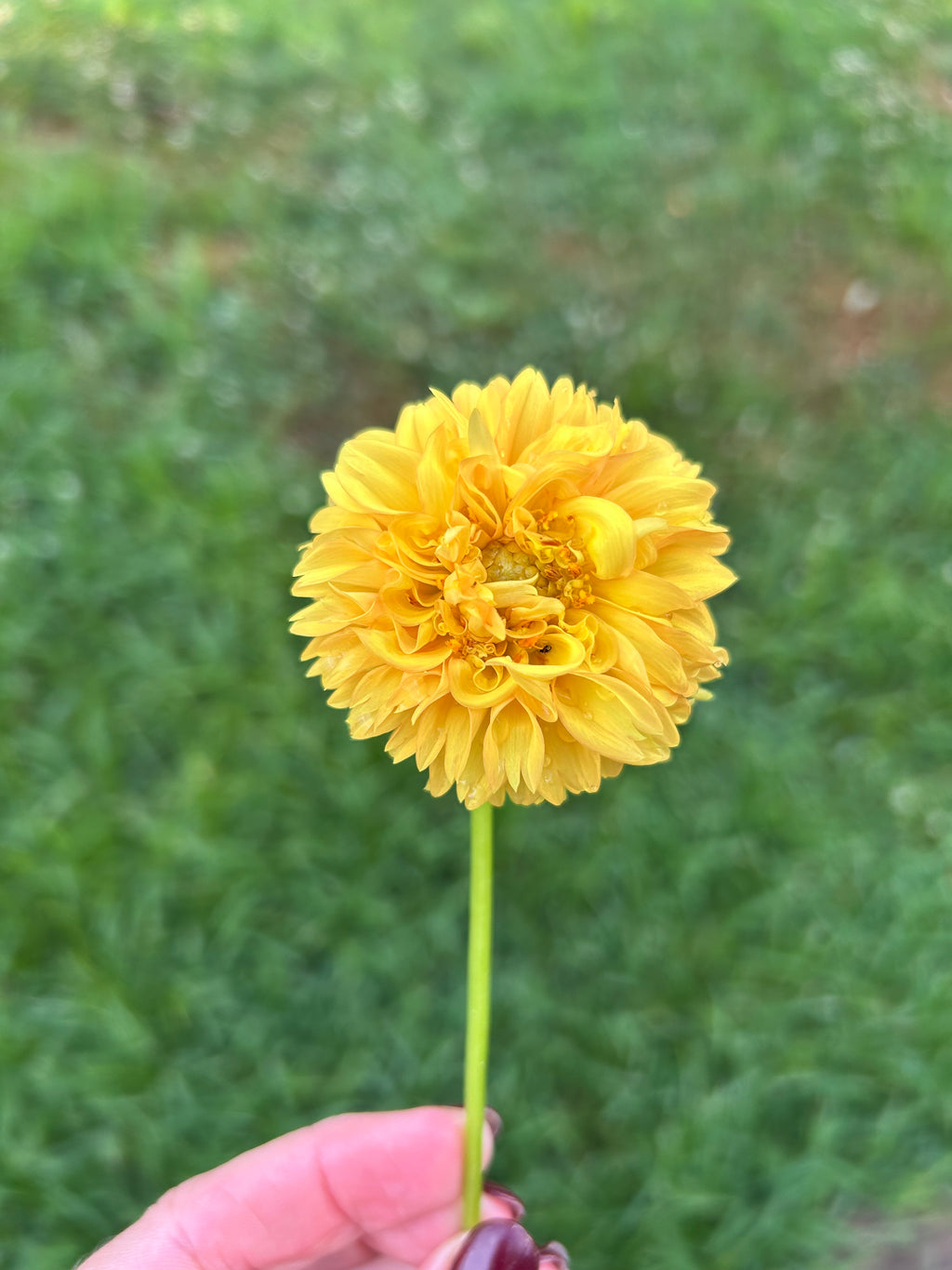 Florelie Dandelion