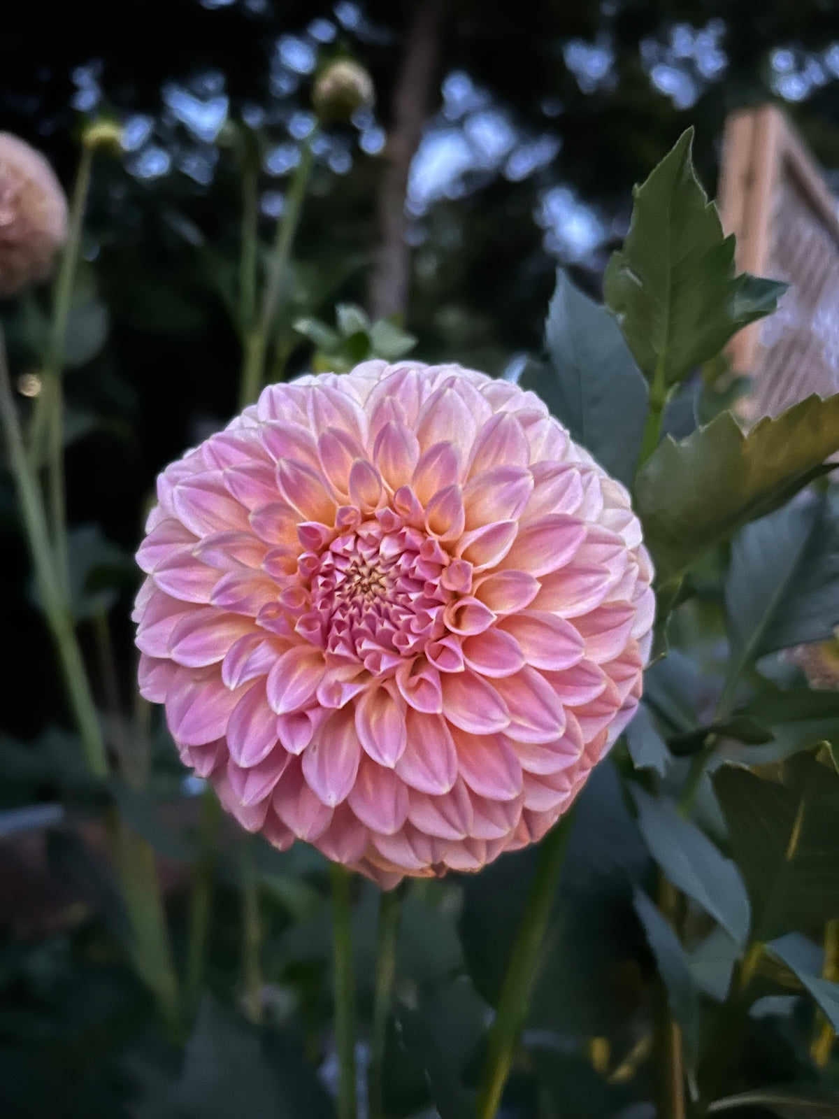 Coorabell Moonglow