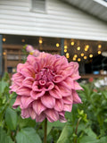 Lileah Caramel Rose