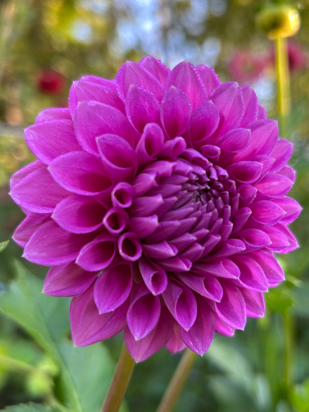 Winkie Wisteria Coming January 2027