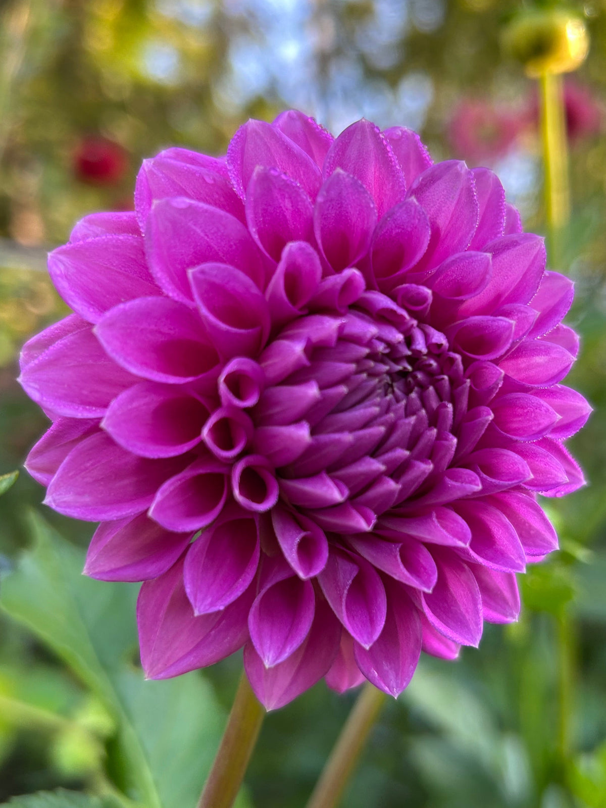 Winkie Wisteria Coming January 2027
