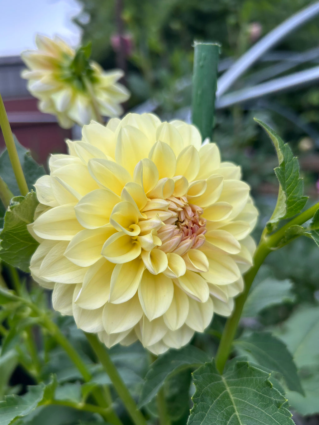 LTF Lemon Blush