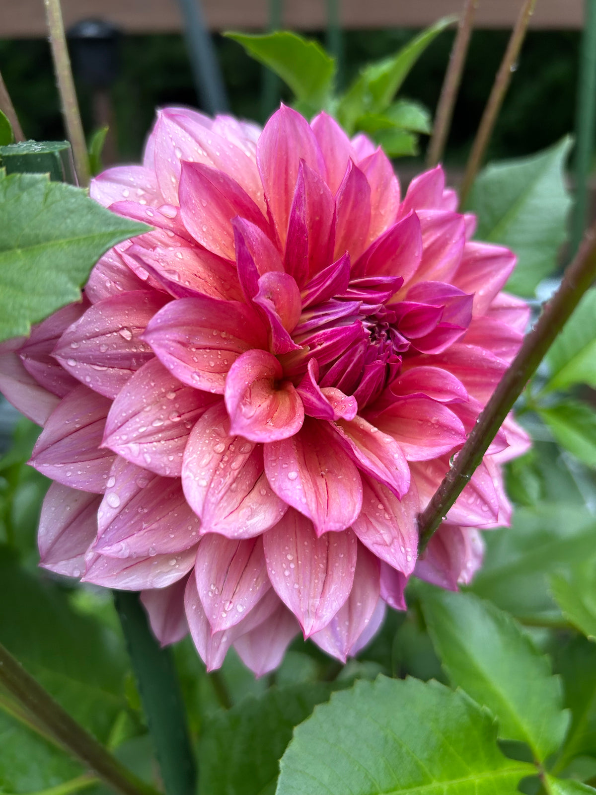 Everbloom Chakra