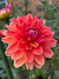 Hapet Orange Summer