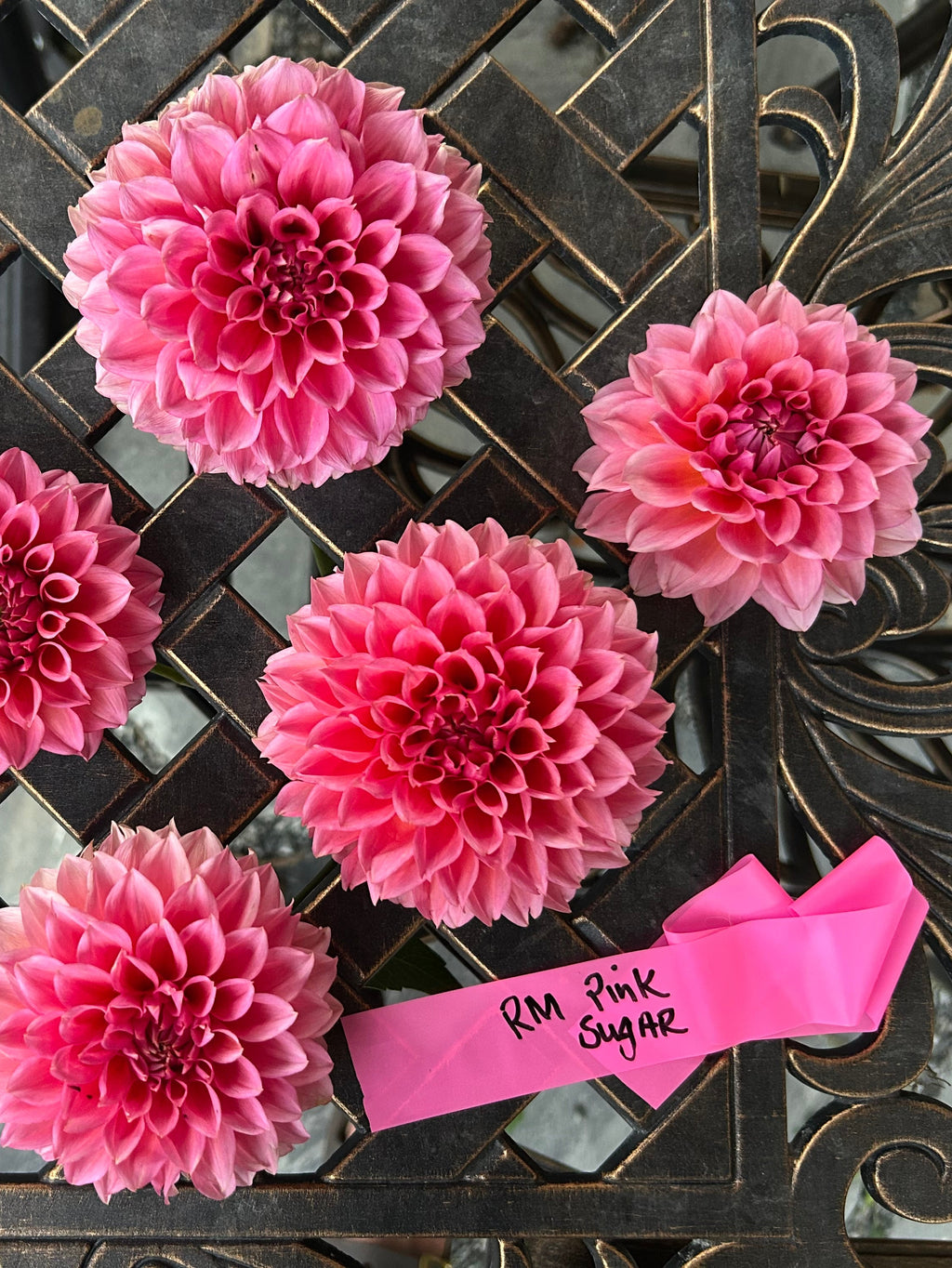 RM Pink Sugar