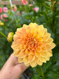 Glenerie’s Honey Pie