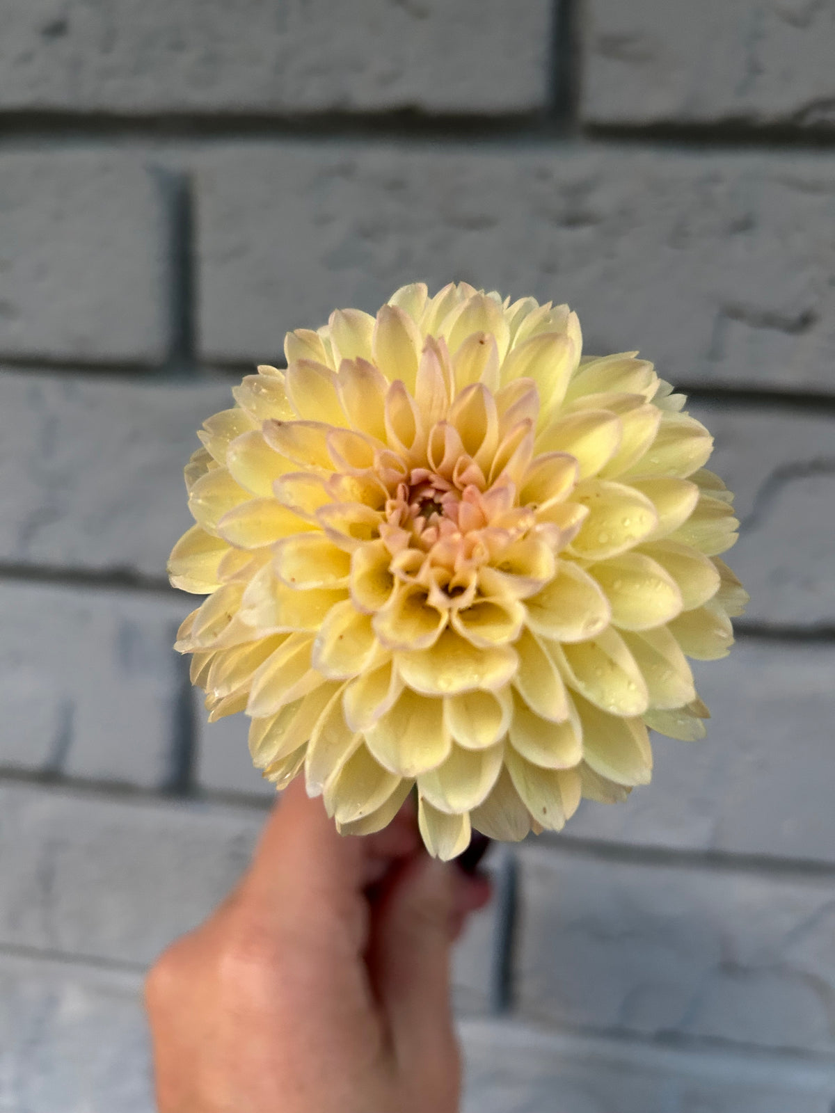 Florelie Toffee
