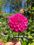 Florelie Joy