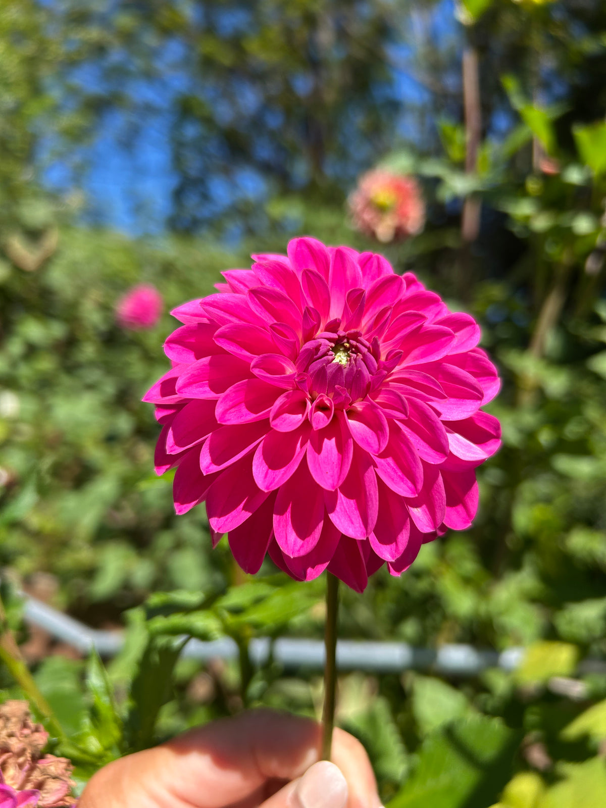 Florelie Joy