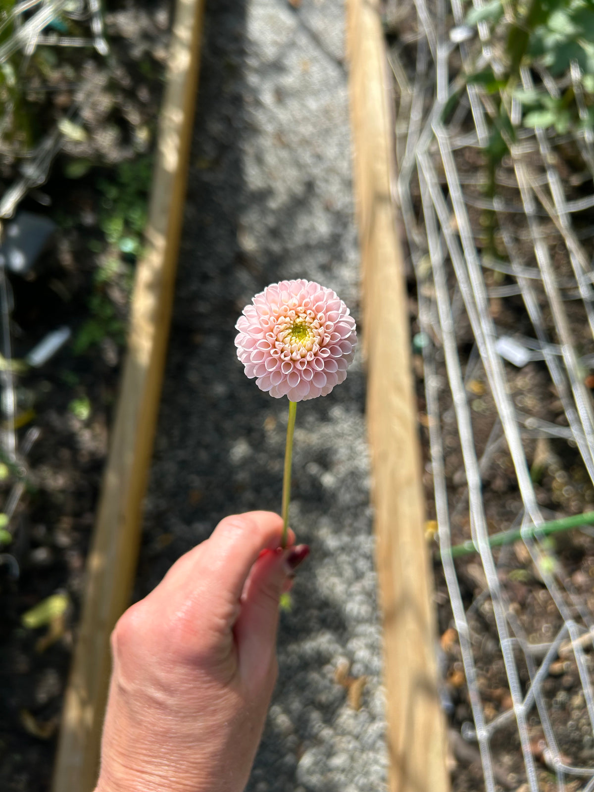 Hapet Rose Point