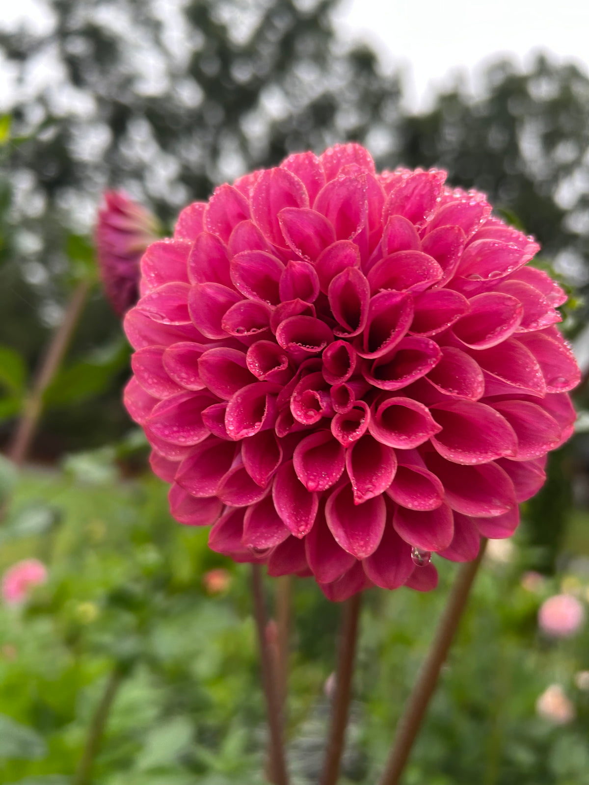 Florelie Omen