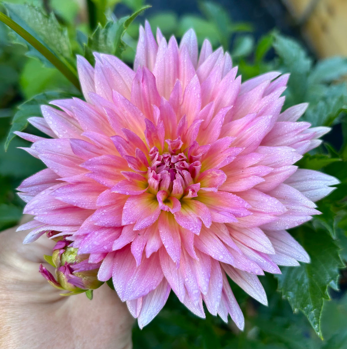 Samantha - coming in January 2027