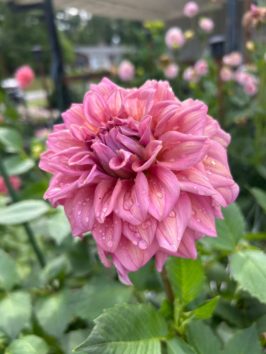 Lileah Caramel Rose