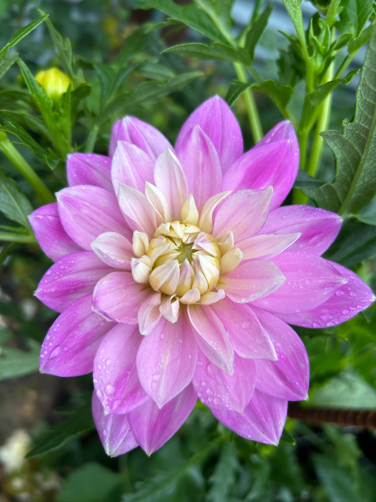 Hollyhill Leda