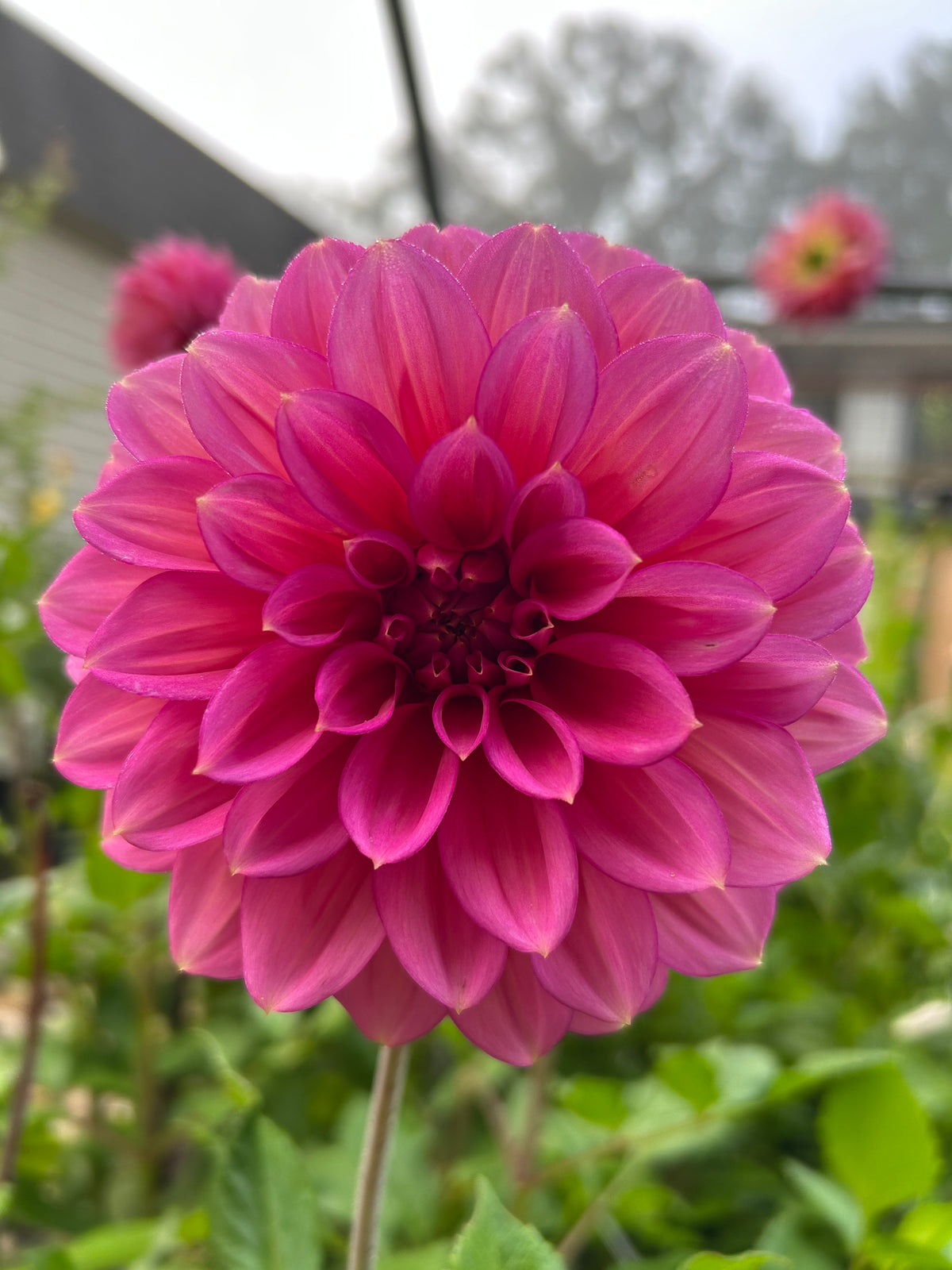 Florelie Guava