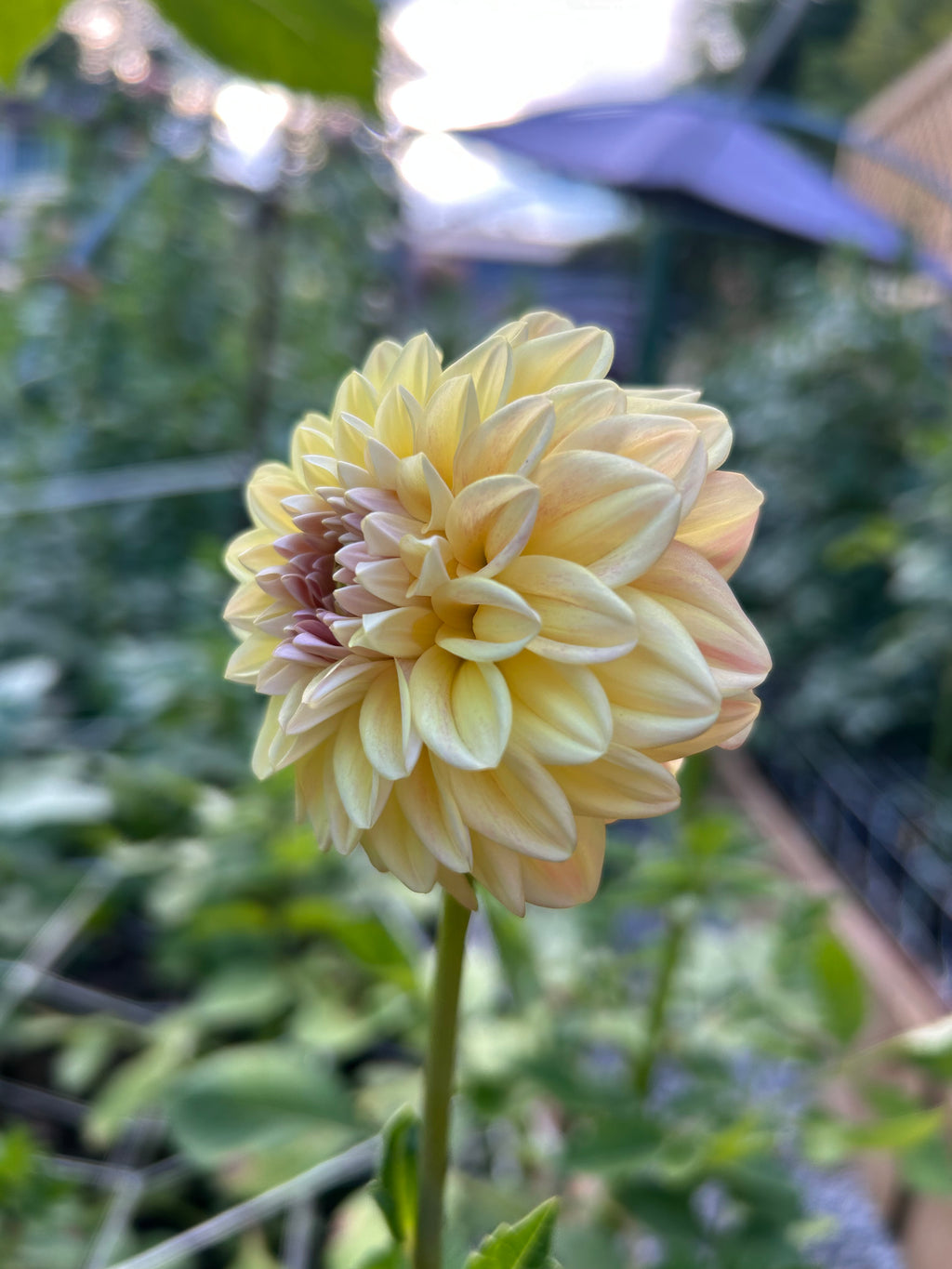 Florelie Harmony 