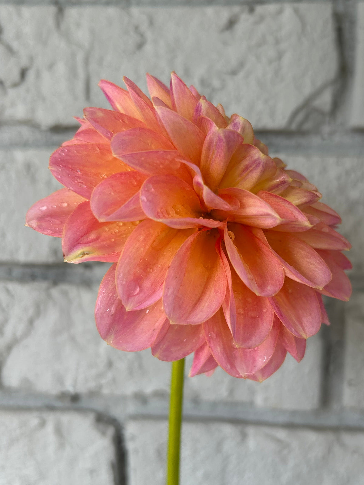 Florelie Pink Lemonade