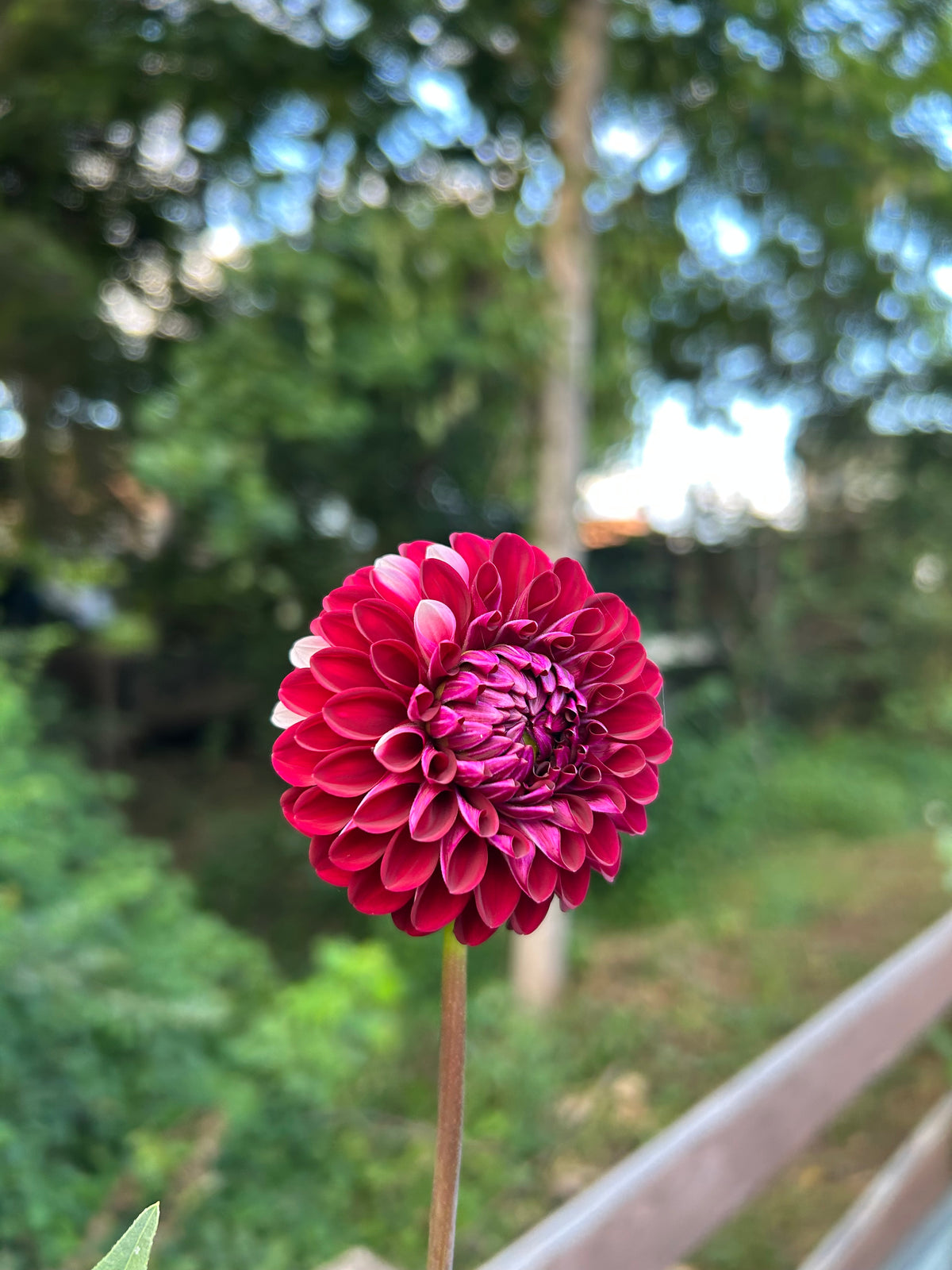 Florelie Cosmic Romance