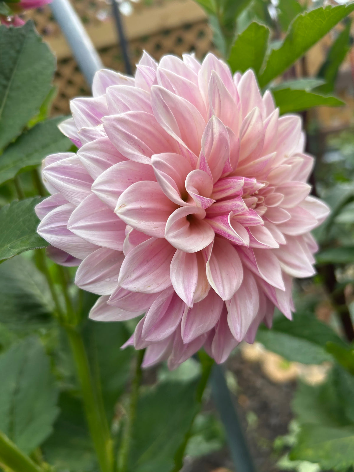 Florelie Antique