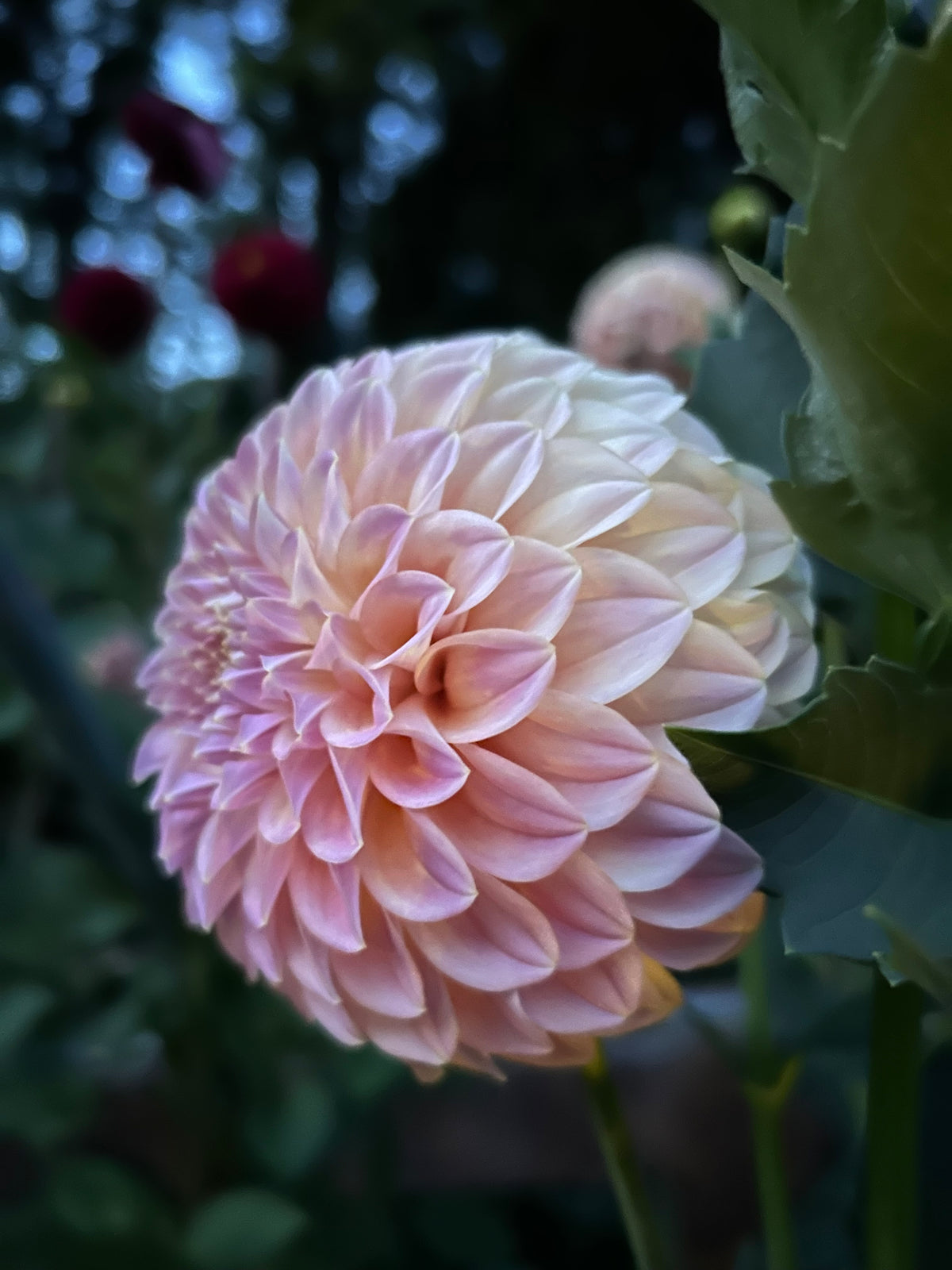 Coorabell Moonglow