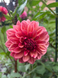 Everbloom Rose