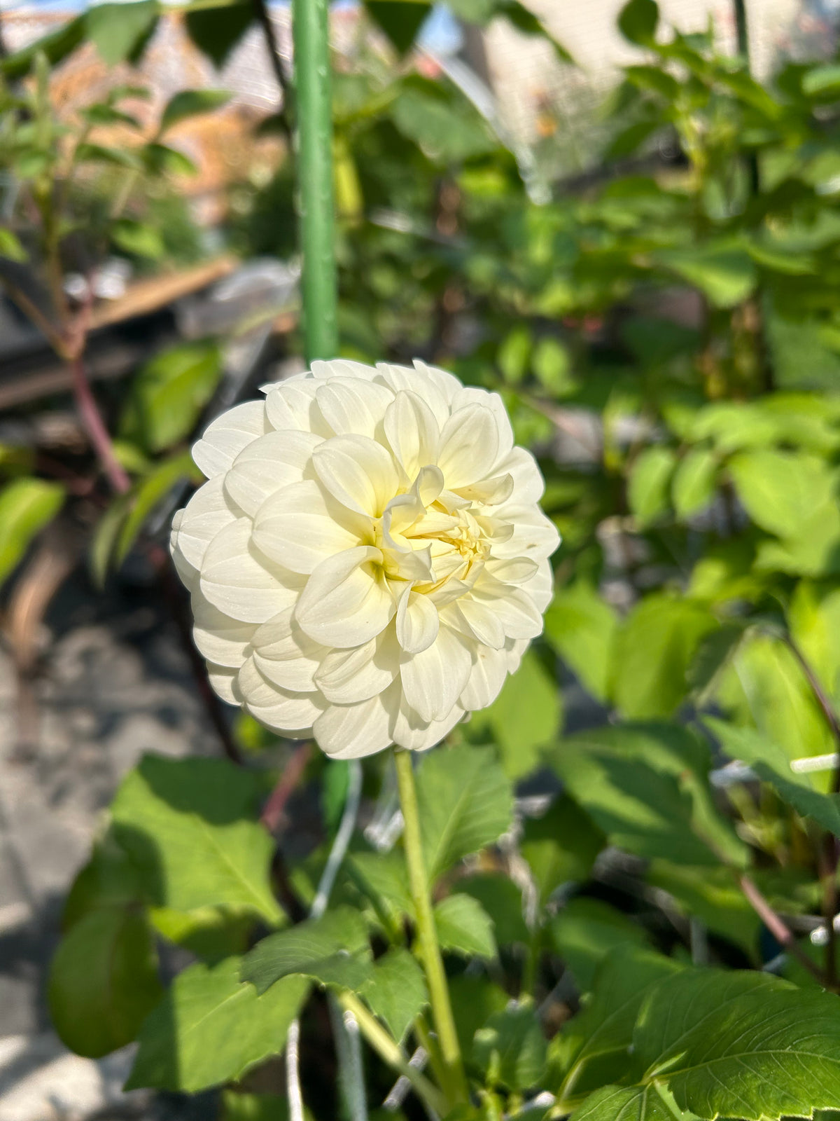 Coorabell Alpine
