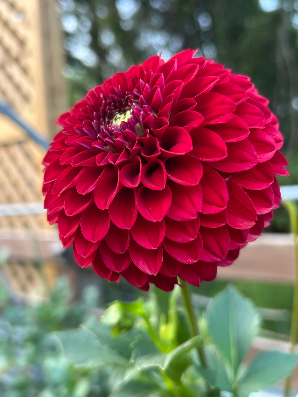 Florelie vendetta