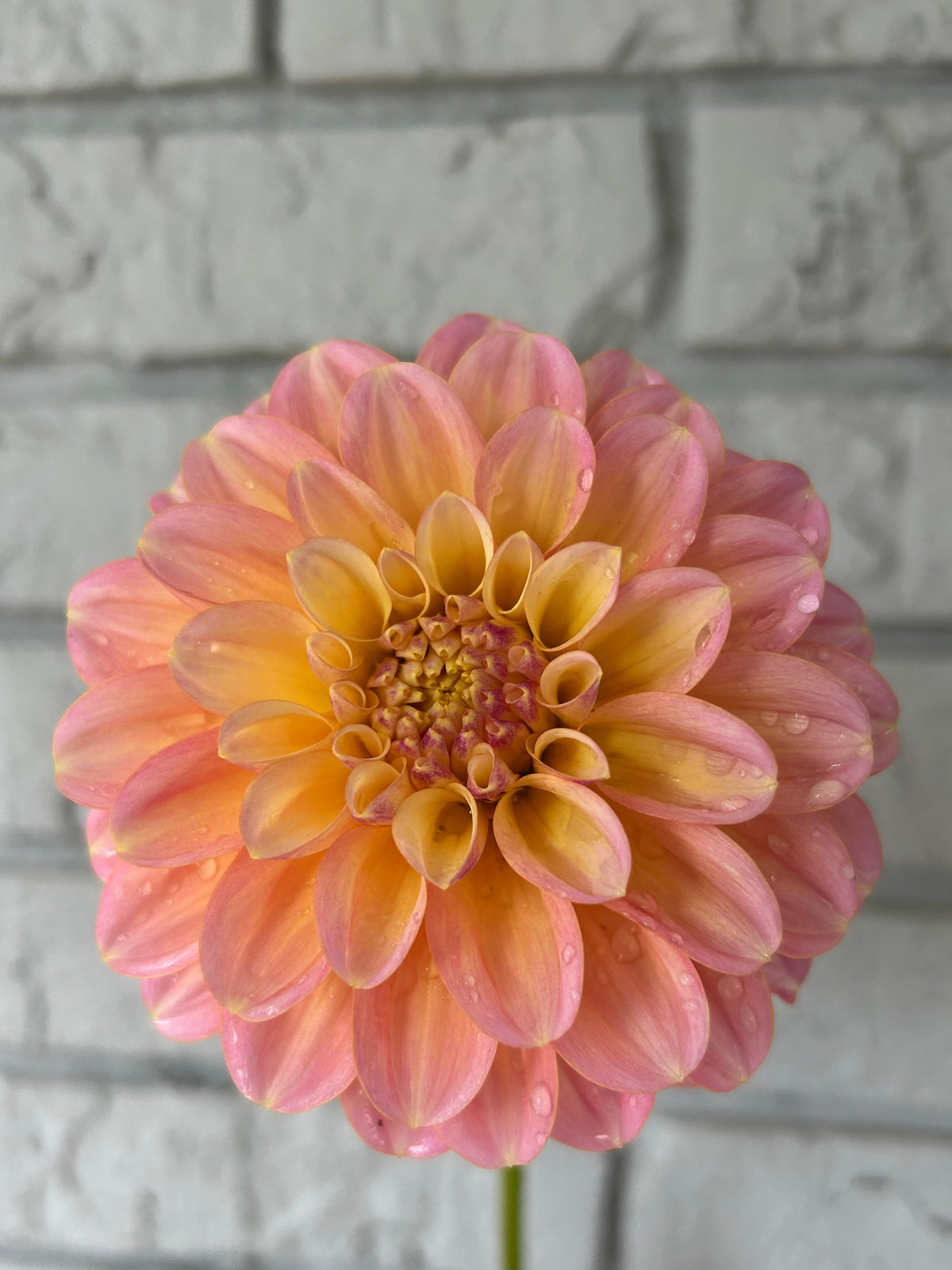 Florelie Pink Lemonade