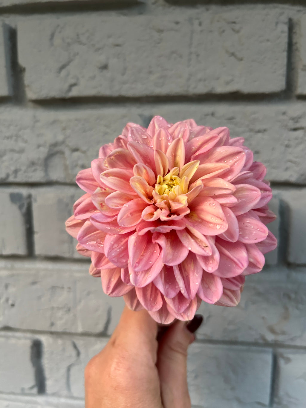 Florelie Kindness