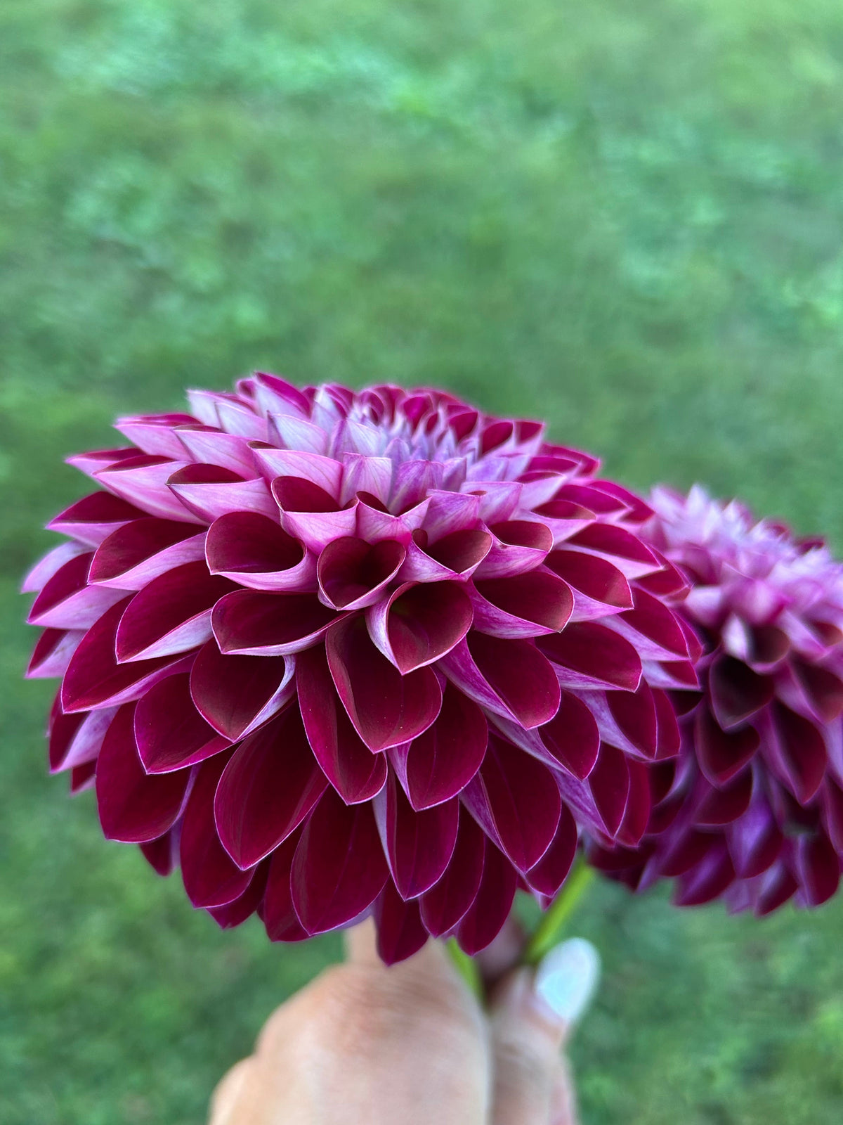 Florelie Origami