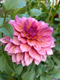 Everbloom Chakra
