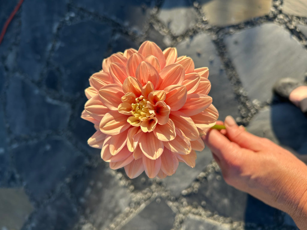 Florelie Kindness