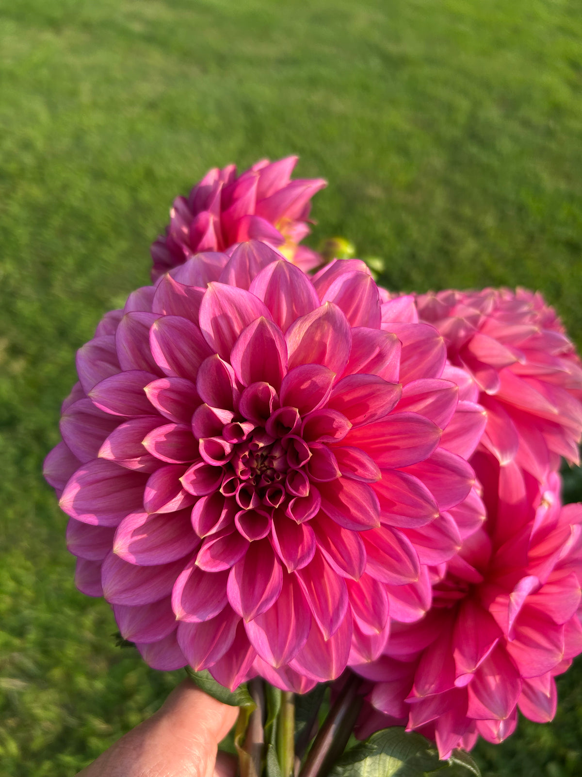 Florelie Guava