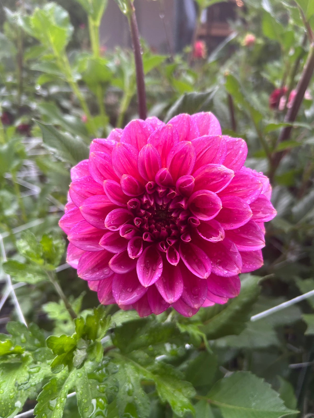 Florelie Guava
