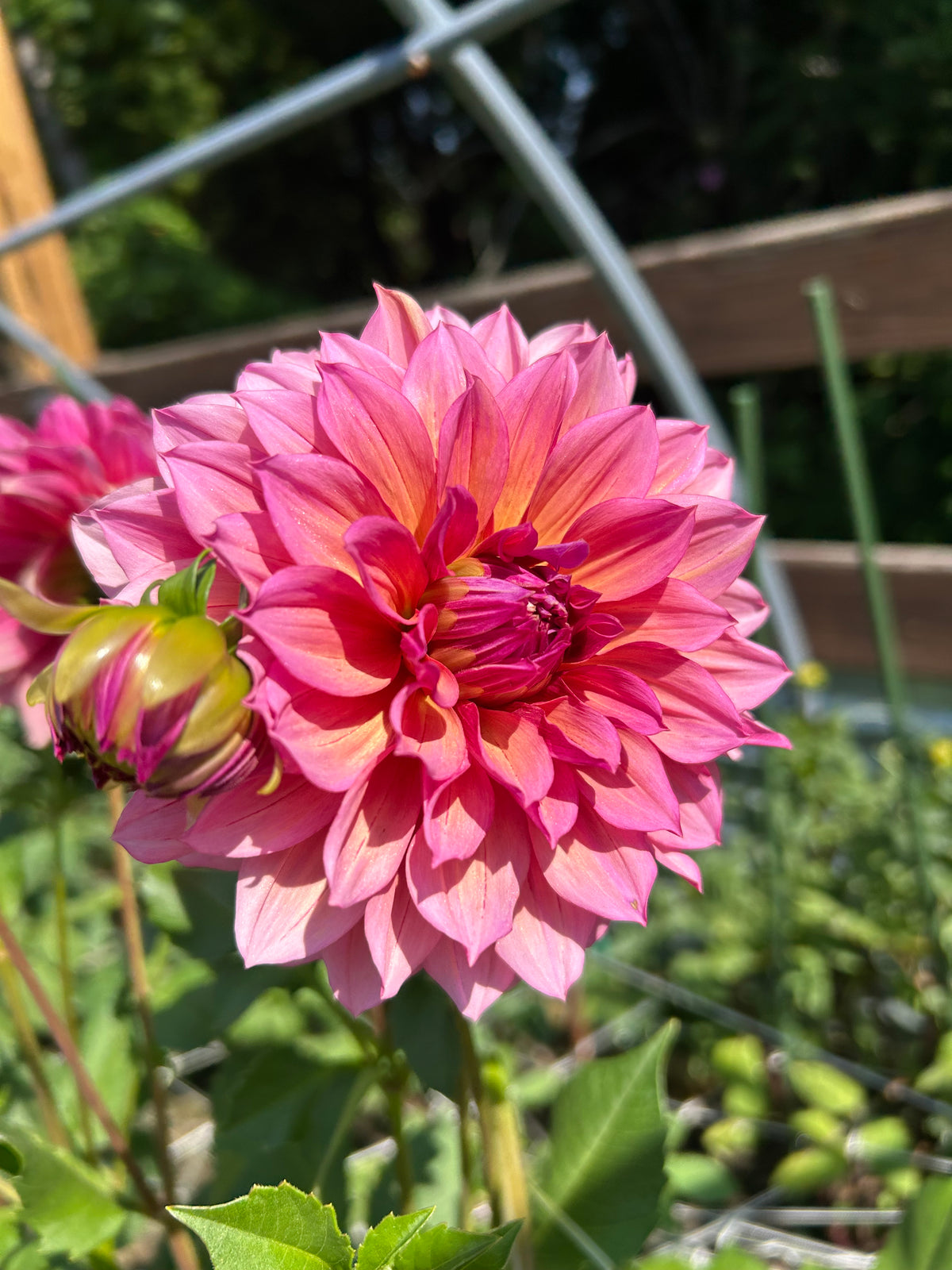 Everbloom Chakra