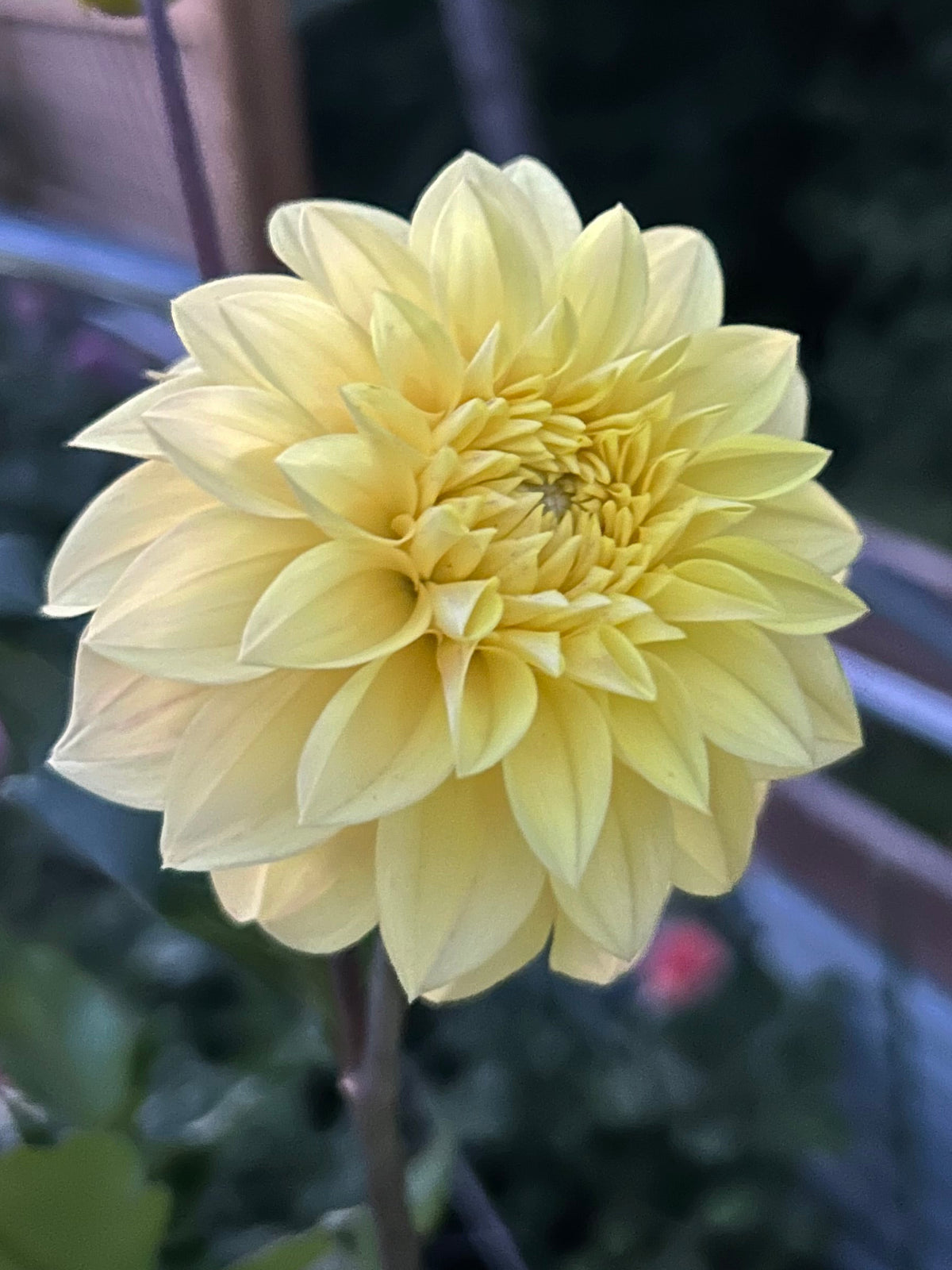 Florelie Sunburst