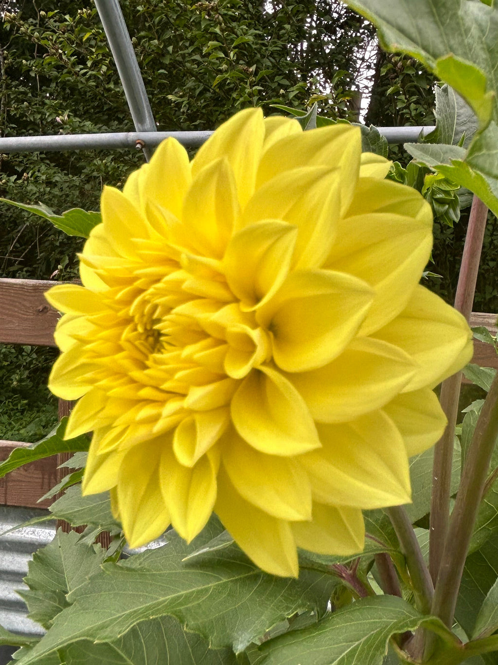 Florelie Sunburst