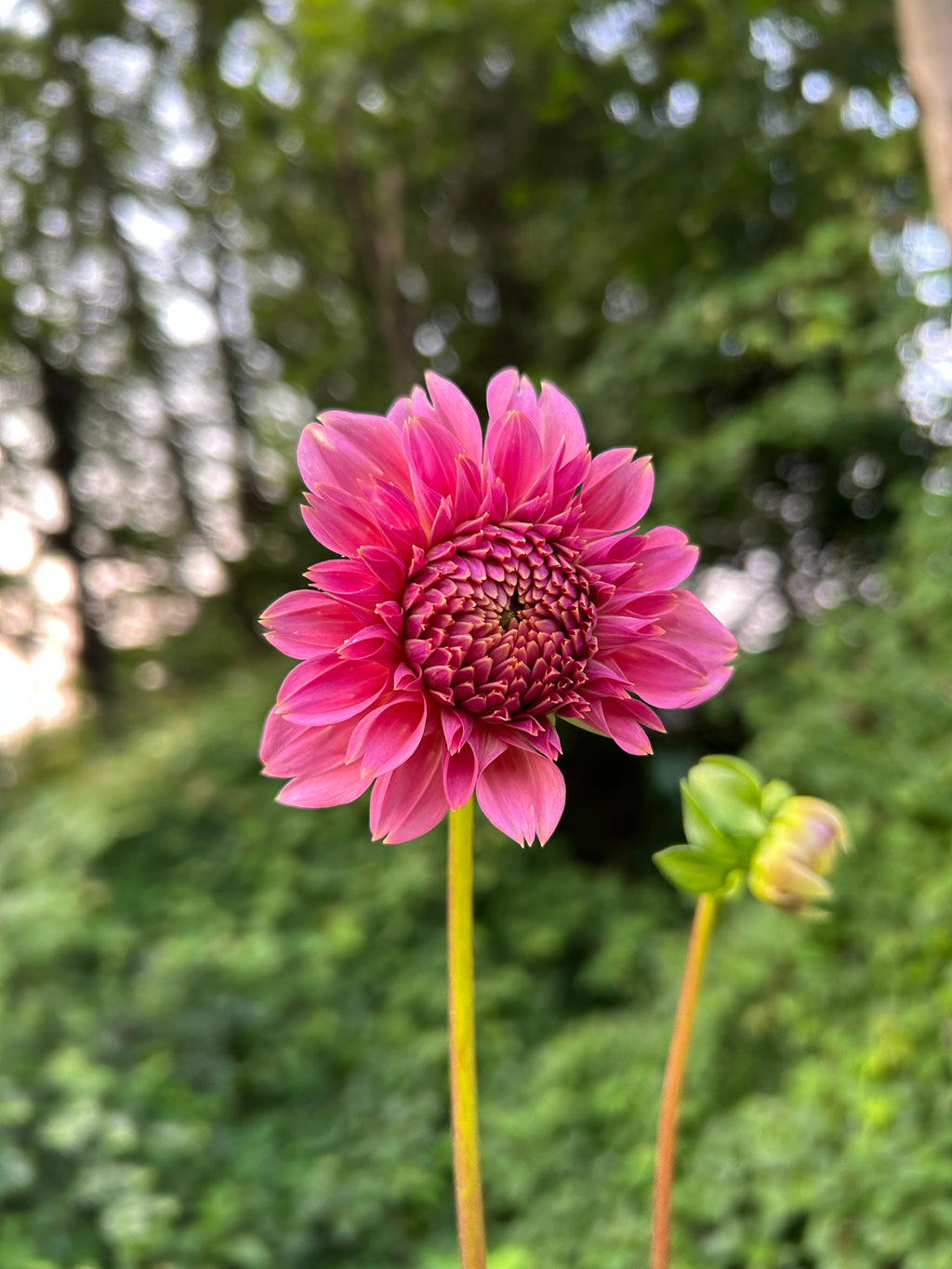 Florelie Flamingo 