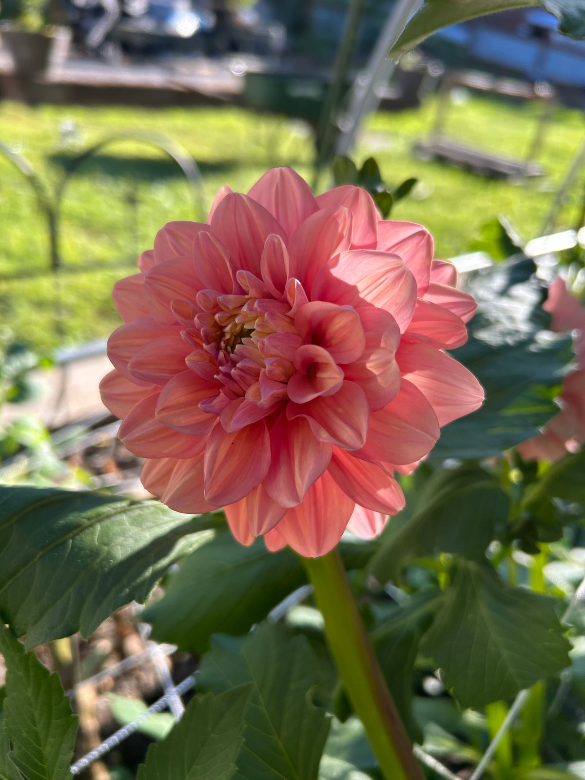 Florelie Kindness