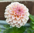 KA’s® Cinder Rose