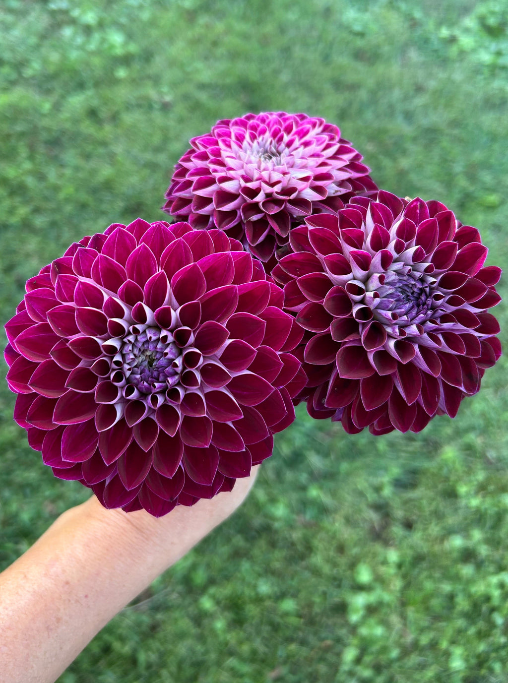 Florelie Origami