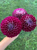 Florelie Origami