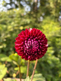 Florelie Cosmic Romance