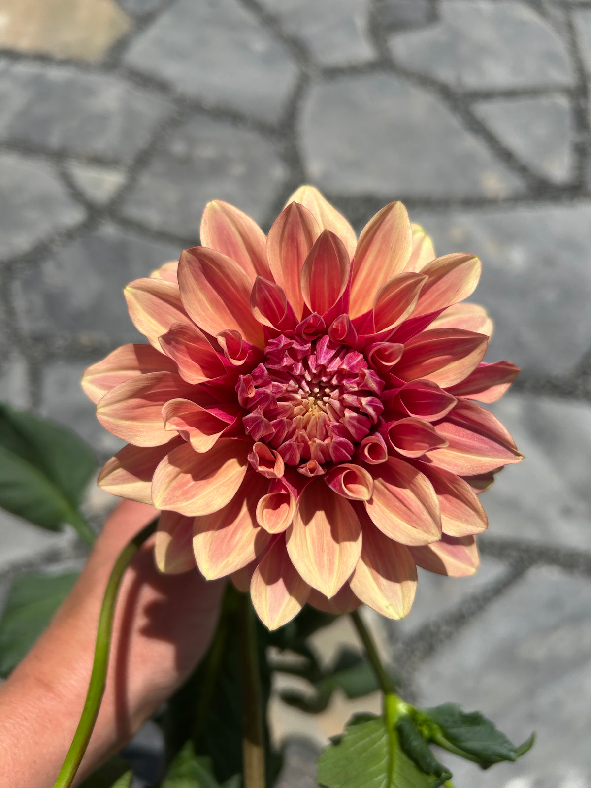 Everbloom Rose