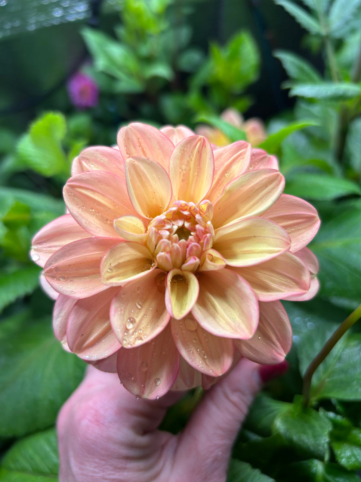 Florelie Kindness