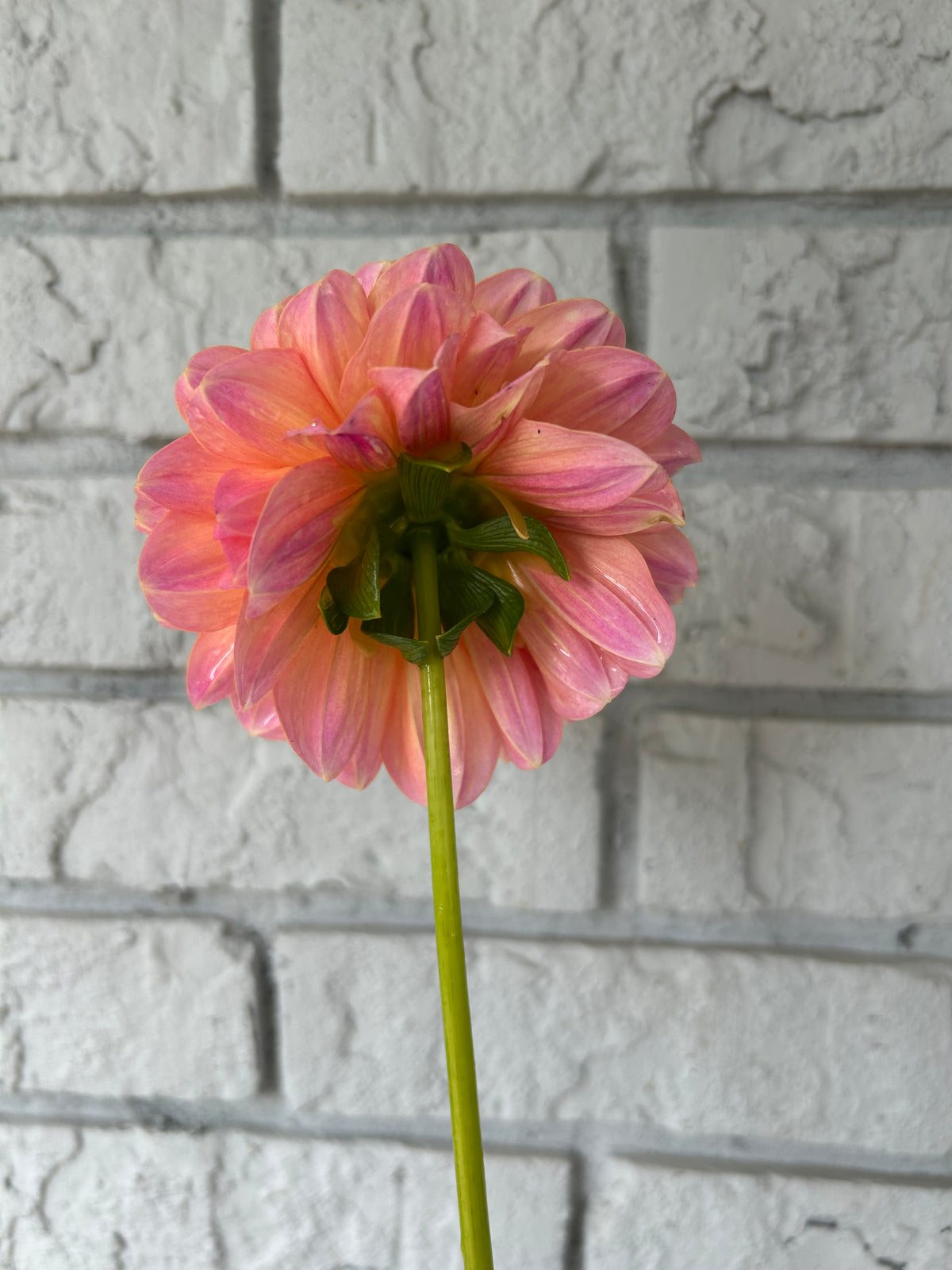 Florelie Pink Lemonade
