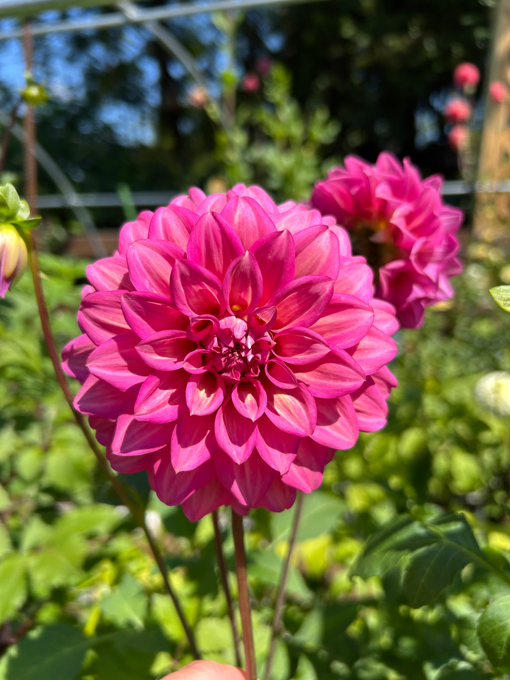 Belle Juliette